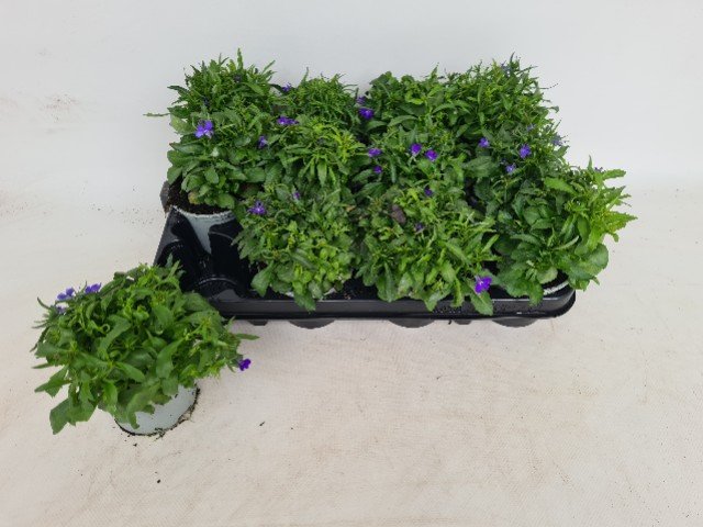 Vienmetė gėlė, lobelija, vazonėlio skersmuo 9 cm.