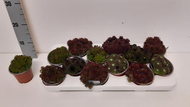 Alpinariumo augalas, šilropė, įvairi, vazonėlio skersmuo 10 cm.