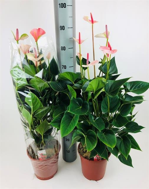 Kambarinis augalas, antūris "Attract Love", vazono skersmuo 21 cm.