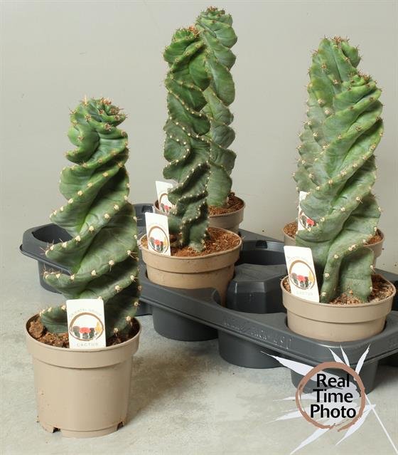 Kambarinis augalas, kaktusas "Cereus", vazonėlio skersmuo 12 cm.