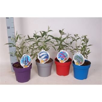 Dekoratyvinis krūmas, budlėja "Ton Sur Ton", vazono skersmuo 19 cm.