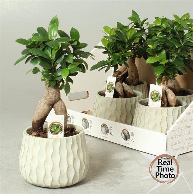 Kambarinis augalas, fikusas (bonsai), vazonėlio skersmuo 16 cm.