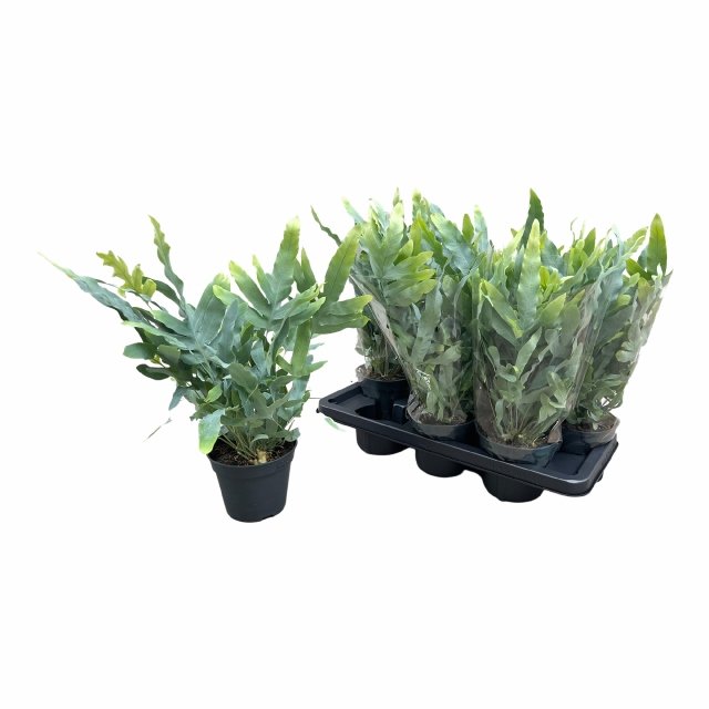Kambarinis augalas, kiškiapapartis "Blue Star", vazonėlio skersmuo 14 cm.
