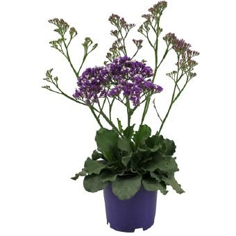 Vienmetė gėlė, kermėkas "Salt Lake", vazono skersmuo 19 cm.