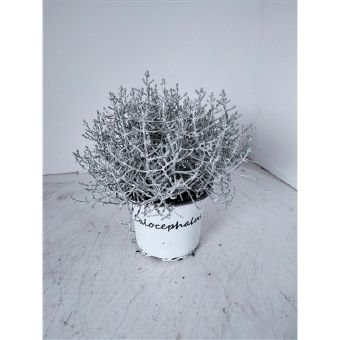 Vienmetė gėlė, kalocefalas, vazonėlio skersmuo 12 cm.