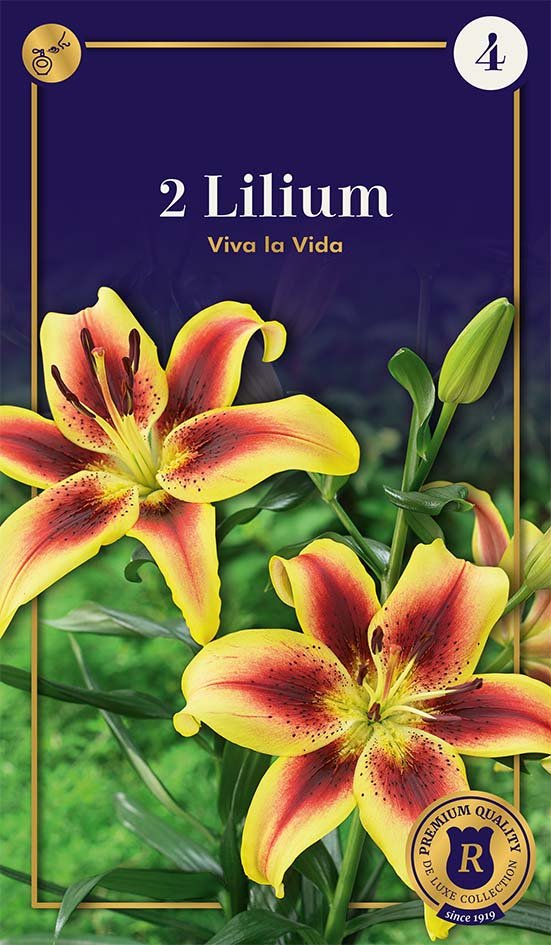 Dekoratyvinės hibrinės lelijos svogūnėliai Viva La Vida, 2 vnt., 16/18, Supreme, 87348916, (P)