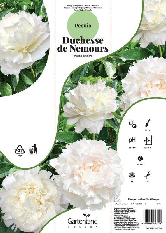 Daugiametė gėlė, puikusis bijūnas "Duchesse de Nemours", kartoninė tūtelė