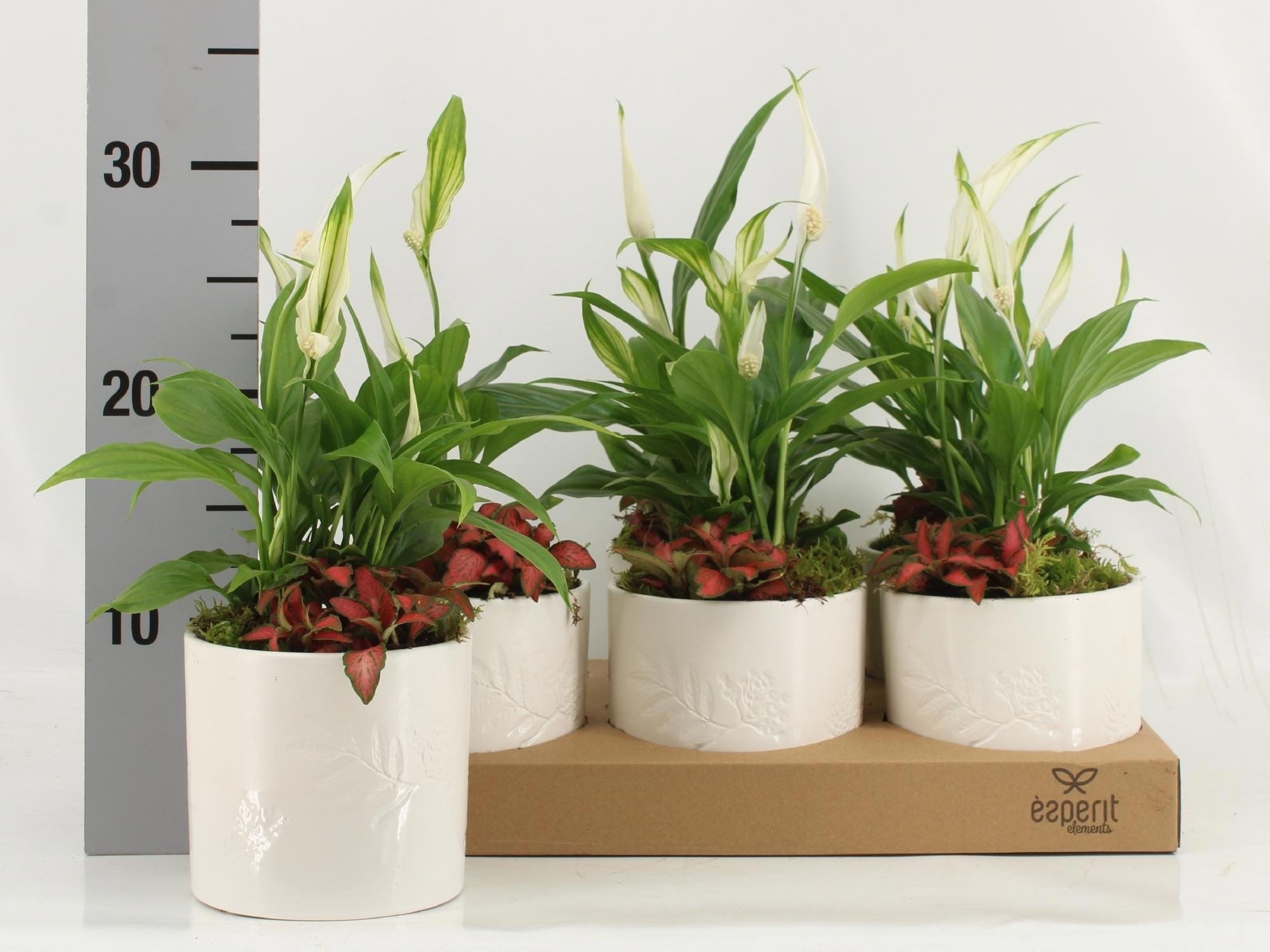 Kambarinis augalas, vėzdūnė, kompozicija, vazonėlio skesmuo 11 cm.