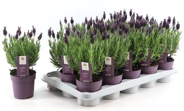 Vienmetė gėlė, levanda "Anouk", vazonėlio skersmuo 11 cm.