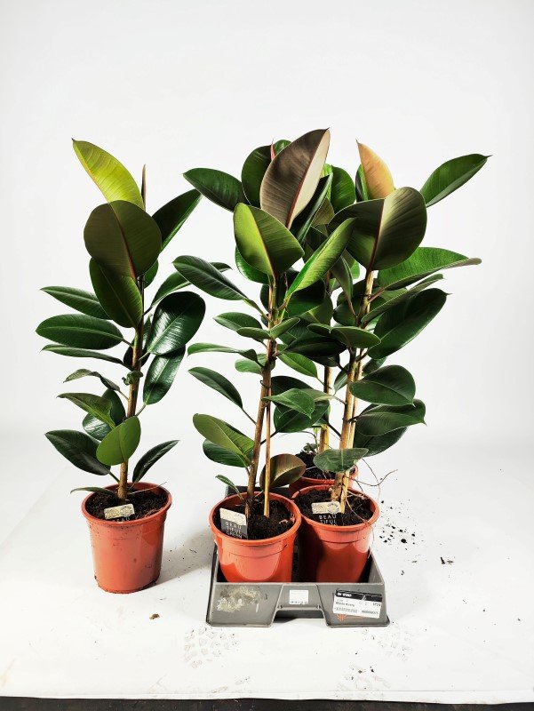 Kambarinis augalas, fikusas "Robusta", vazonėlio skersmuo 21 cm.