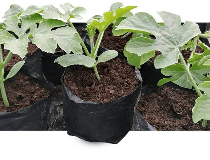 Vaisių sodinukai, arbūzai "Mirsini", vazonėlio skersmuo 10 cm.