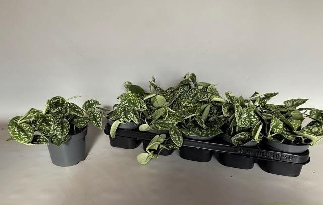 Kambarinis augalas, skindapas "Aureum", vazonėlio skersmuo 12 cm.