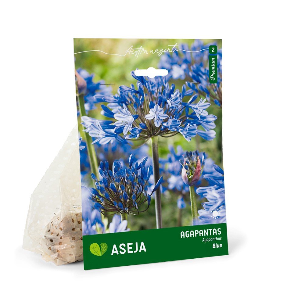 Agapanto svogūnėlis ASEJA Blue, 1 vnt., I r., 14929, (P)