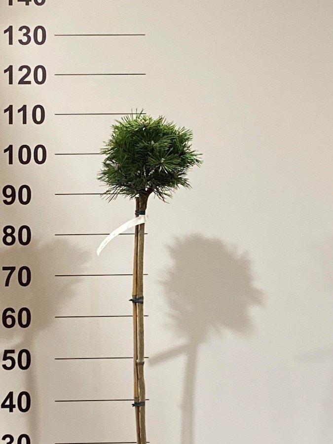 Spygliuotis, pušis "Benjamin", ant stiebo, vazonėlio skersmuo 23 cm.