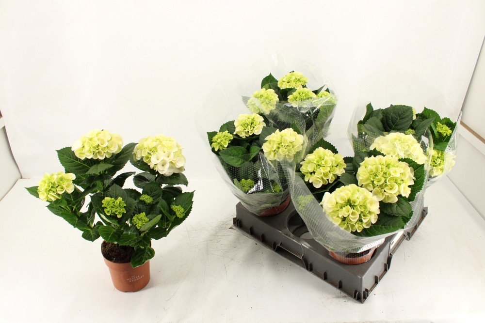 Dekoratyvinis krūmas, hortenzija didžialapė "Hi Ice", vazonėlio skersmuo 14 cm.