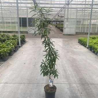 Vaismedis, persikas "Taoflora White", vazonėlio skersmuo 29 cm.