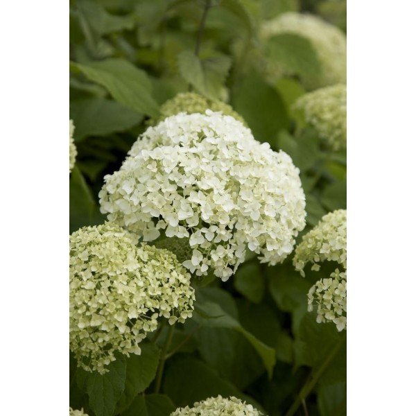 Dekoratyvinis krūmas, šviesioji hortenzija "Strong Annabelle", vazonėlio skersmuo 9 cm.