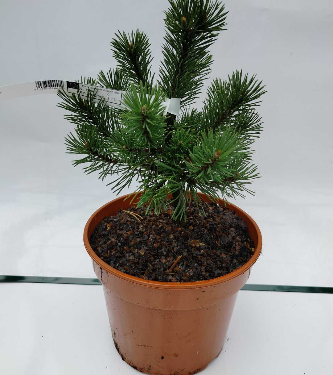 Spygliuotis, kalninė pušis "Mops", vazonas 3 l.