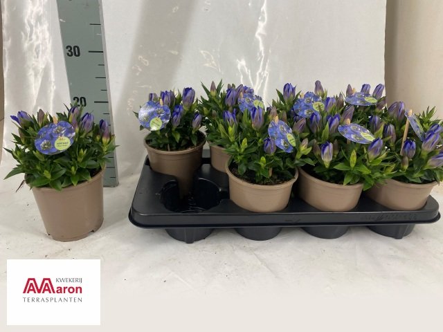 Daugiametė gėlė, gencijonas "Blue Heart", vazono skersmuo 13 cm.