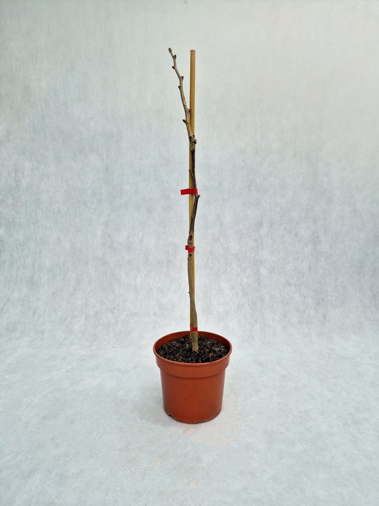 Dekoratyvinis medis, dviskiautis ginkmedis "Saratoga", vazonas 3 l.