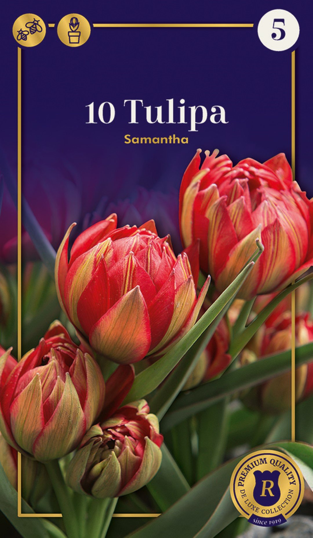 Botaninių tulpių Samantha svogūnėliai, 10 vnt., 6/+, Supreme, 618201, (R)