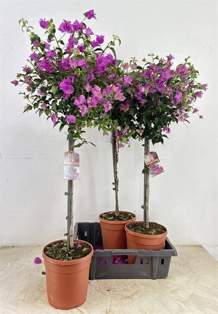 Kambarinis augalas, bugenvilija "Sanderiana", vazonėlio skersmuo 21 cm.