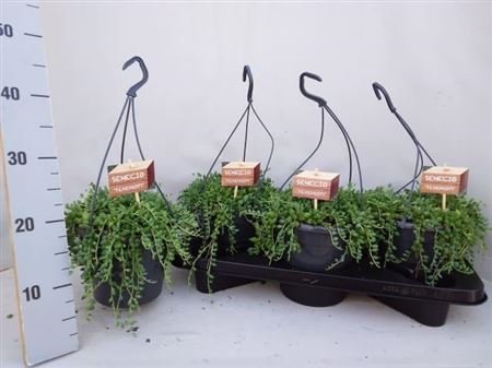 Kambarinis augalas, žilė "Karolinė", vazonėlio skersmuo 15 cm.