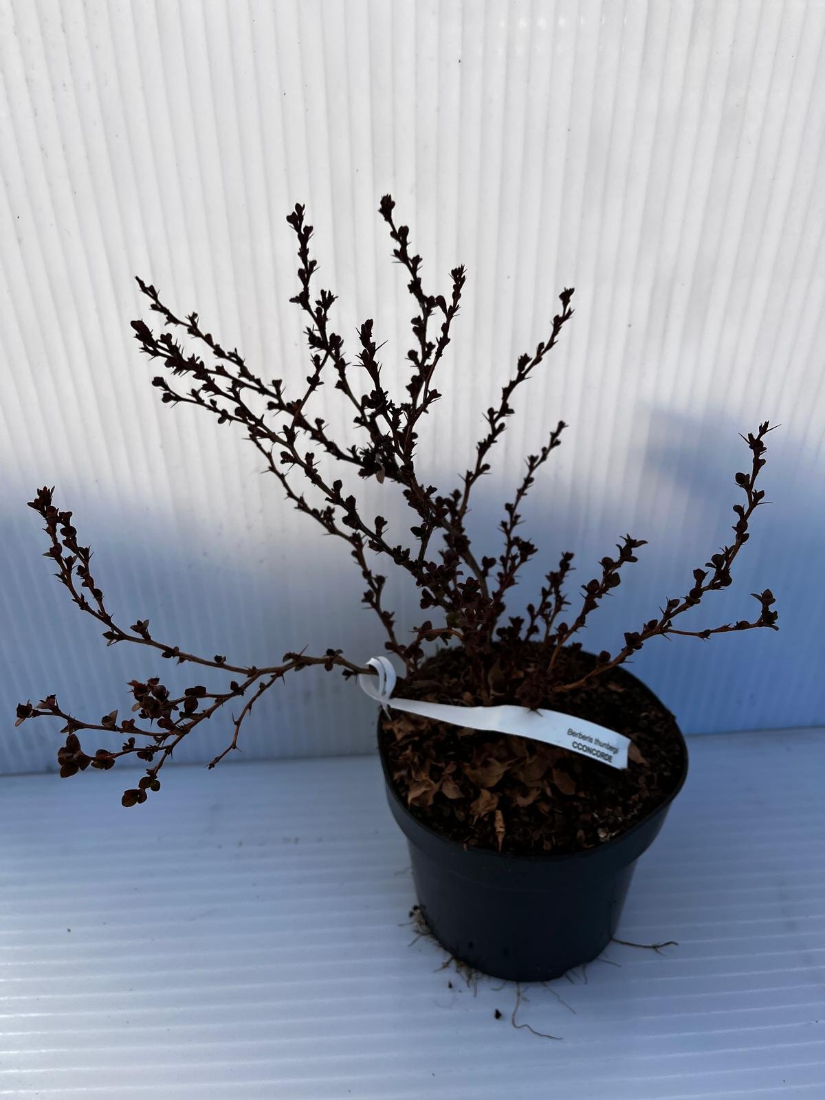 Dekoratyvinis krūmas, raugerškis tunbergo "Concorde", vazonas 2 l.