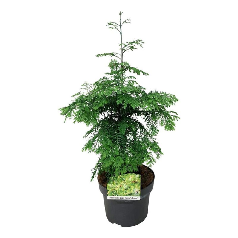 Spygliuotis, metasekvoja tikroji "Hamlet"s Broom", aukštis 40-50 cm., vazonas 5 l.