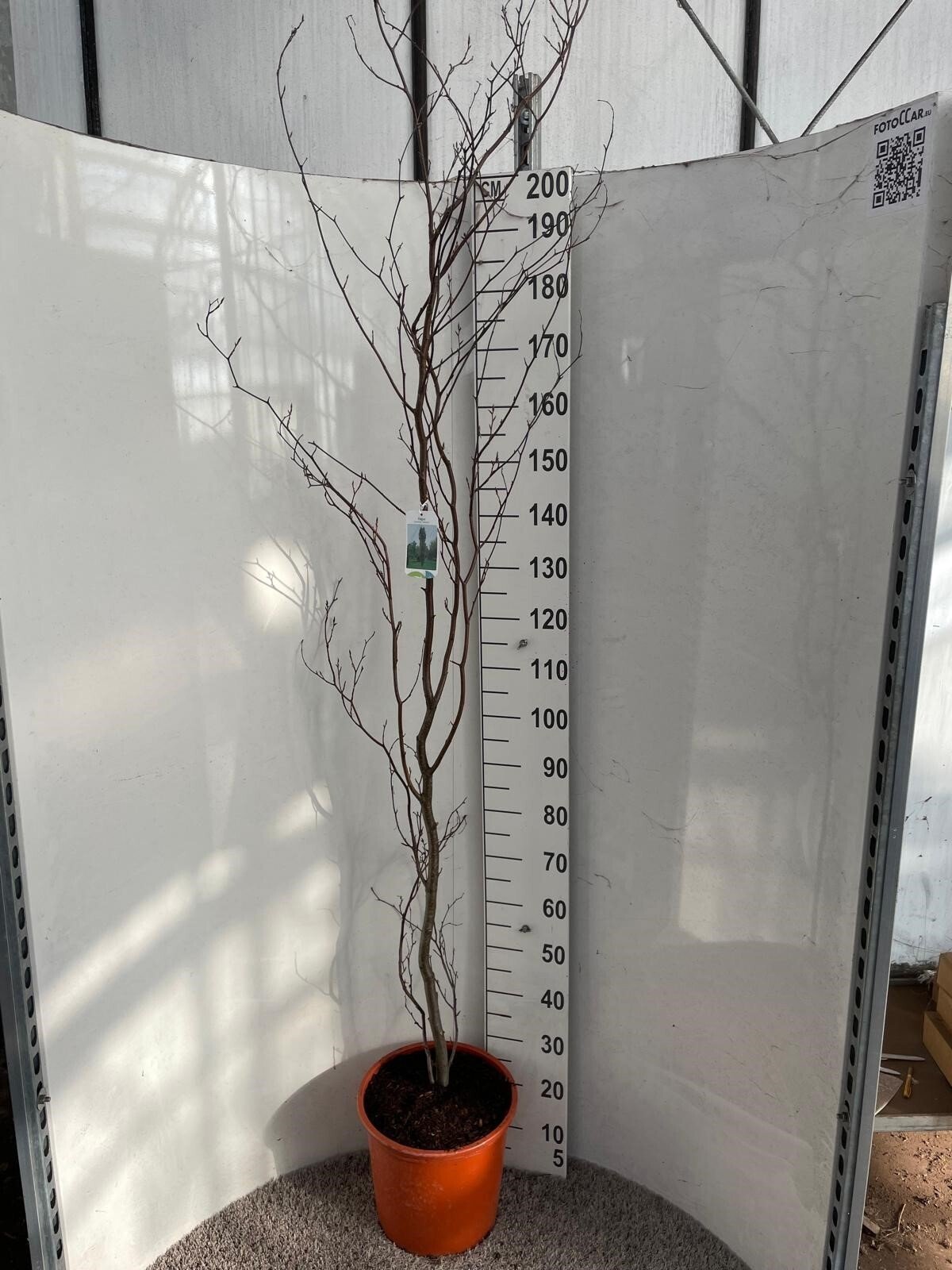 Dekoratyvinis medis, bukas paprastasis, vazonėlio skersmuo 32 cm.