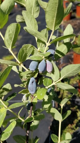 Vaiskrūmis, sausmedis (valgomasis), vazonas 5 l.