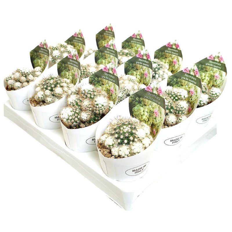 Kambarinis augalas, kaktusas "Mammiliaria", vazonėlio skersmuo 7 cm.