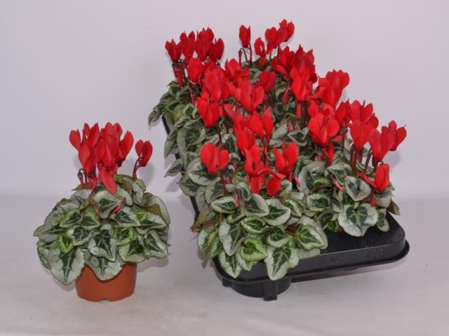 Kambarinis augalas, ciklamenas "Silverado", vazonėlio skersmuo 11 cm.