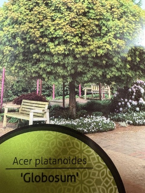 Dekoratyvinis medis, klevas "Globosum", ant stiebo, vazonėlio skersmuo 21 cm.