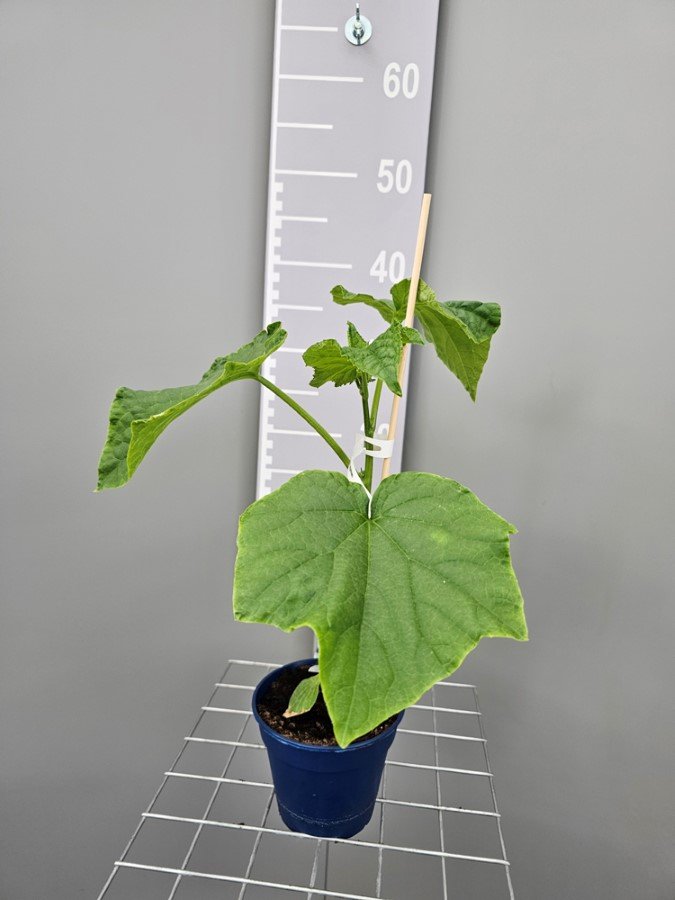 Daržovių sodinukai, agurkai, vazonėlio skersmuo 13 cm.