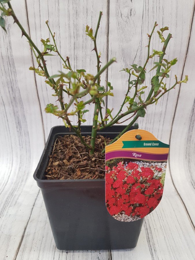 Daugiametė gėlė, rožė "Red Fairy", vazonas 3 l.