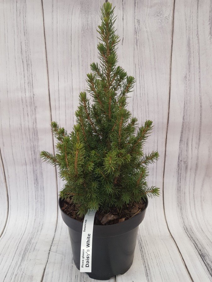 Spygliuotis, eglė baltoji "Daisy's White", vazonas 2,5 l.