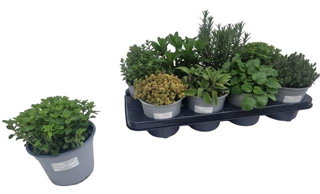 Prieskoninis augalas, įvairūs, vazonėlio skersmuo 14 cm.