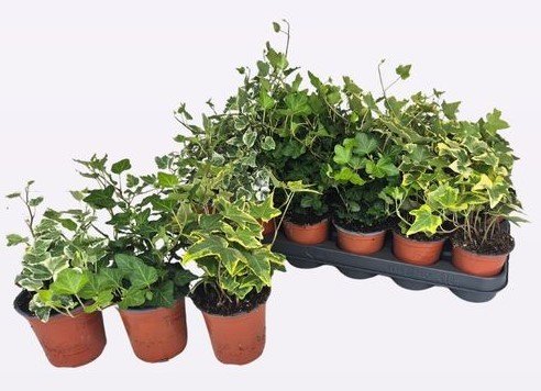 Vijoklinis augalas, gebenė, įvairios, vazonėlio skersmuo 9 cm.