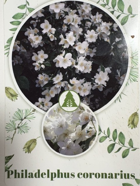 Dekoratyvinis krūmas, jazminas, ant stiebo, vazonėlio skersmuo 23 cm.