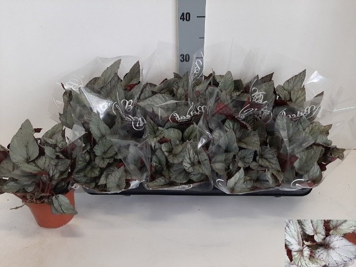 Kambarinis augalas, begonija "Arctic Breeze", vazonėlio skersmuo 12 cm.