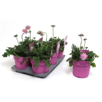 Daugiametė gėlė, žvaigždūnė "Pink Mist", vazono skersmuo 15 cm.