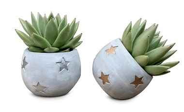 Kambarinis augalas, kalvorė (surfinija), keraminiame vazonėlyje, vazonėlio skersmuo 6 cm.