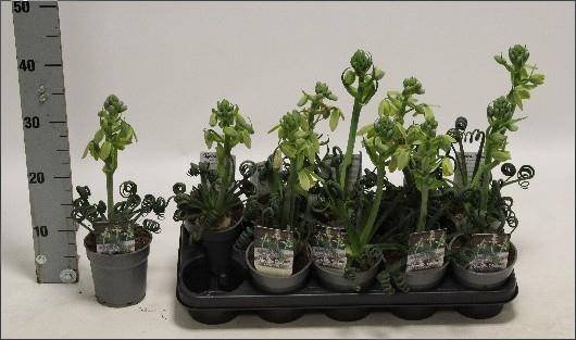 Kambarinis augalas, albuka spiralinė, vazonėlio skersmuo 12 cm.