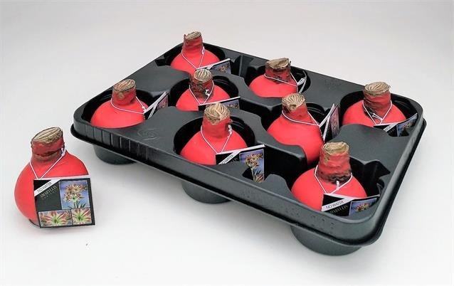 Kambarinis augalas, amarilis (Amaryllis), aplietas vašku, aukštis 26 cm.