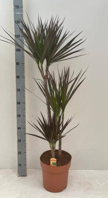 Kambarinis augalas, dracena "Magenta", vazonėlio skersmuo 24 cm.