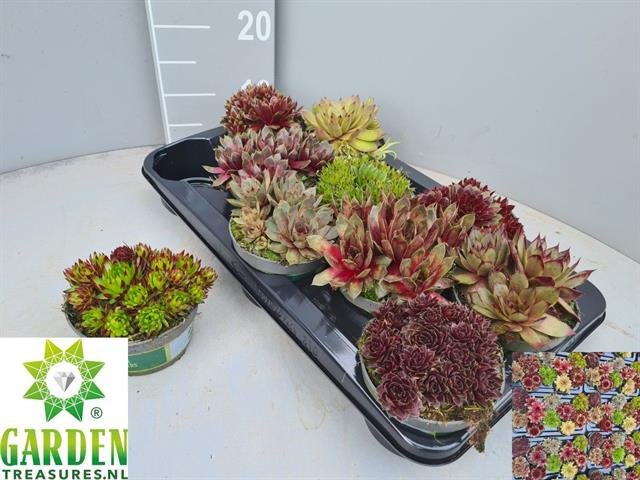 Alpinariumo augalas, šilropė, įvairi, vazonėlio skersmuo 13 cm.