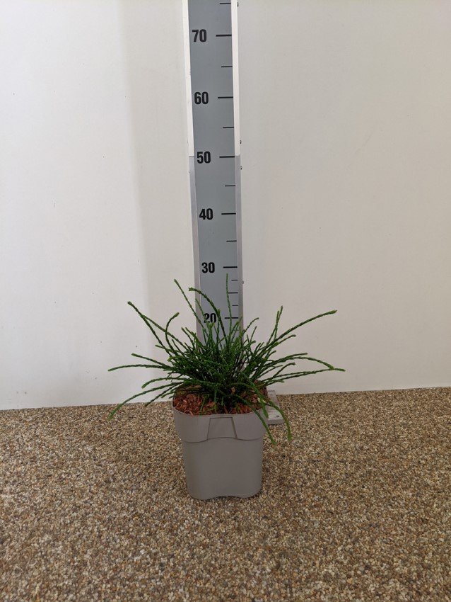 Spygliuotis, tuja didžioji "Whipcord", vazonėlio skersmuo 23 cm.