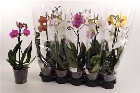 Kambarinis augalas, orchidėja (Phalaenopsis), 1 - 2 šakos, vazonėlio skersmuo 12 cm.
