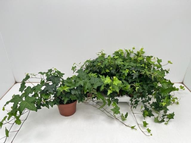 Vijoklinis augalas, gebenė "Pittsburgh", vazonėlio skersmuo 13 cm.